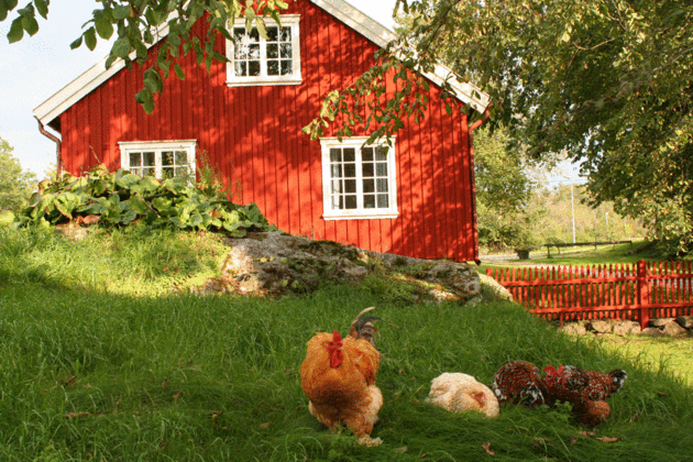 Tuppen Fredin med fruar